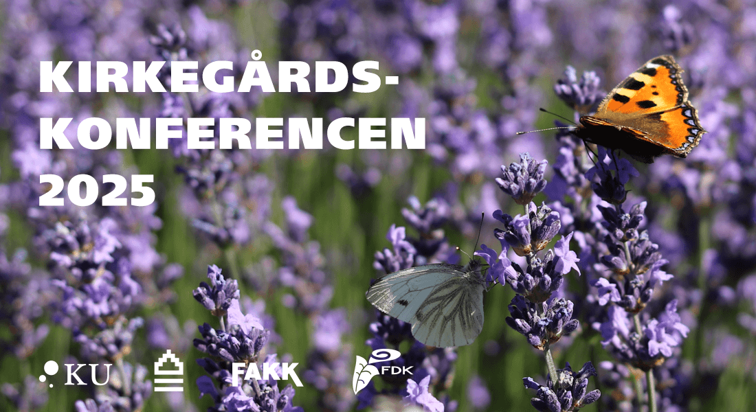 Sommerfugle i lavendel Sommerfugle i lavendel