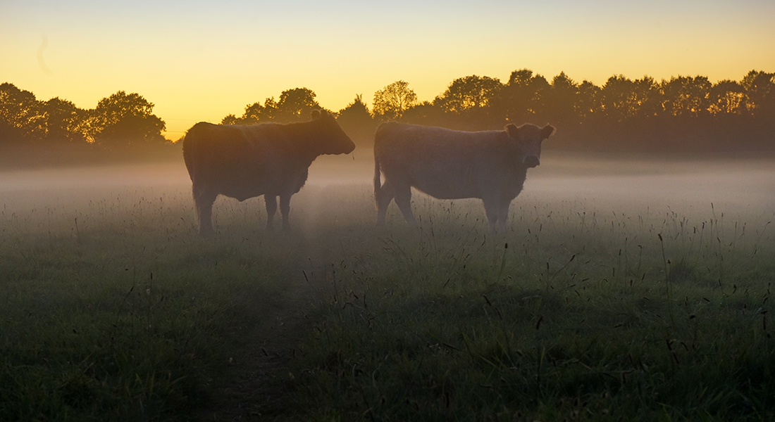 Foto: Lasse Gottlieb