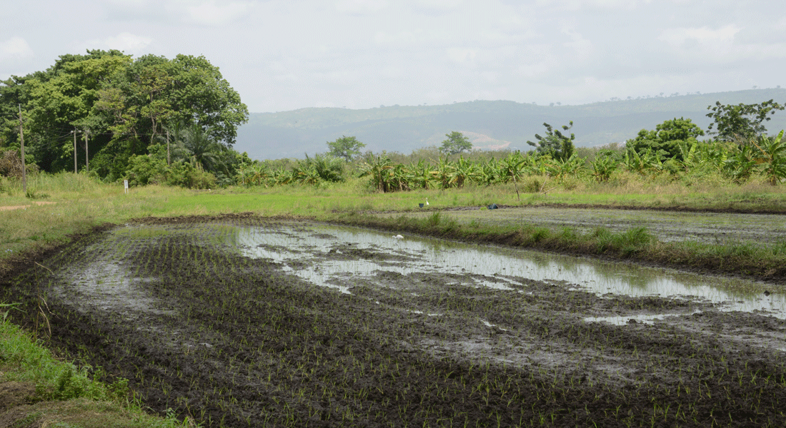 Vådområde med risdyrkning i Ghana
